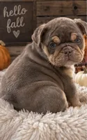 Dotty, a female English Bulldog for sale in Pueblo, CO – 1 of 9