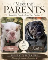 Dotty, a female English Bulldog for sale in Pueblo, CO – 2 of 4