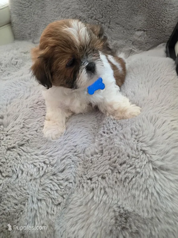 Blue – Shih Tzu puppy for sale in Niles, IL