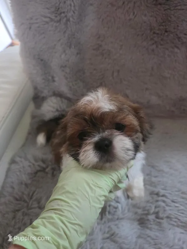 Blue – Shih Tzu puppy for sale in Niles, IL