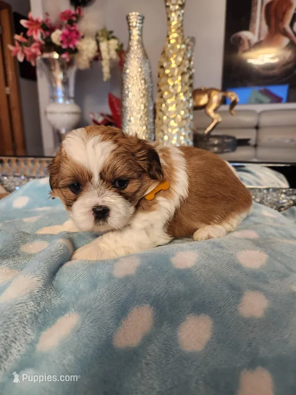 Orange  – Shih Tzu puppy for sale in Niles, IL