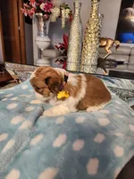 Orange , a female Shih Tzu for sale in Niles, IL – Photo 2 of 2