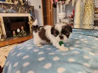 Forest , a male Shih Tzu for sale in Niles, IL – Photo 1 of 2