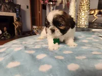 Forest , a male Shih Tzu for sale in Niles, IL – Photo 2 of 2