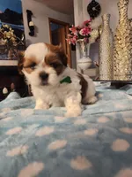 Green , a male Shih Tzu for sale in Niles, IL – Photo 2 of 2