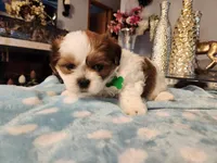 Green , a male Shih Tzu for sale in Niles, IL – Photo 1 of 2