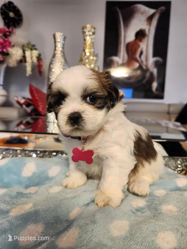 Pink – Shih Tzu puppy for sale in Niles, IL