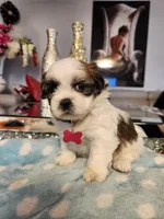 Pink, a female Shih Tzu for sale in Niles, IL – Photo 1 of 3