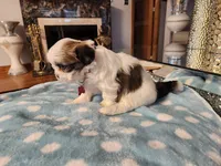 Pink, a female Shih Tzu for sale in Niles, IL – Photo 3 of 3