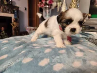 Pink, a female Shih Tzu for sale in Niles, IL – Photo 2 of 3
