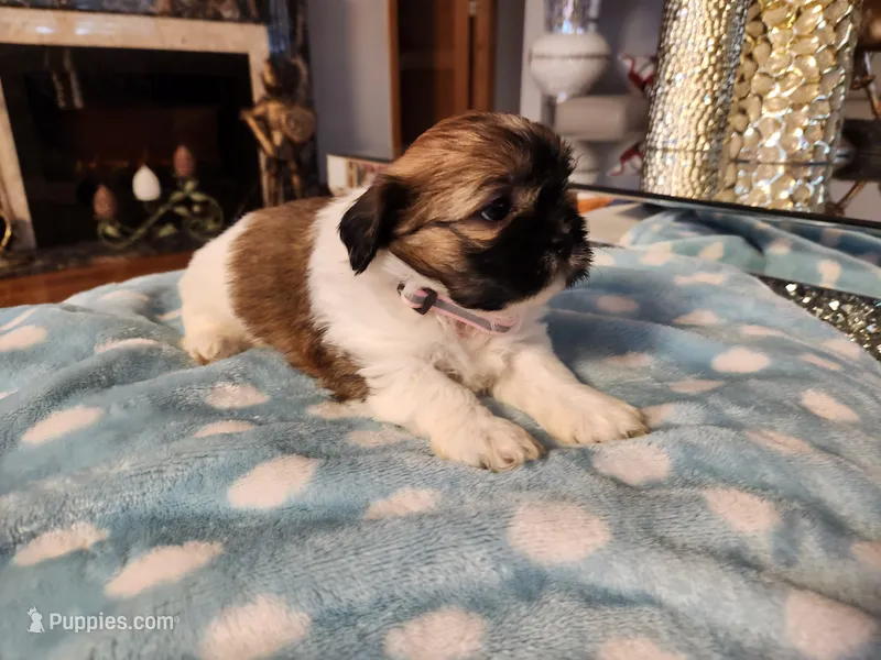 Baby pink – Shih Tzu puppy for sale in Niles, IL