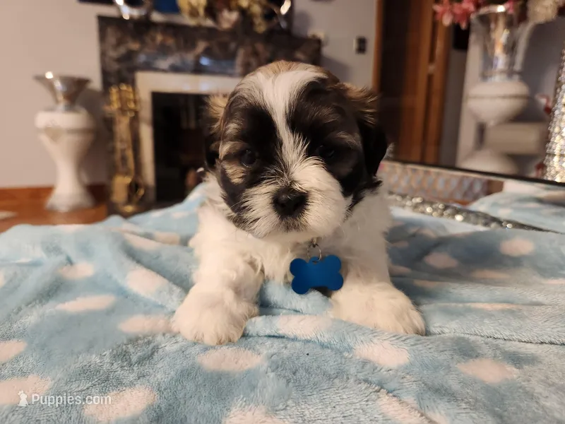 Blue – Shih Tzu puppy for sale in Niles, IL