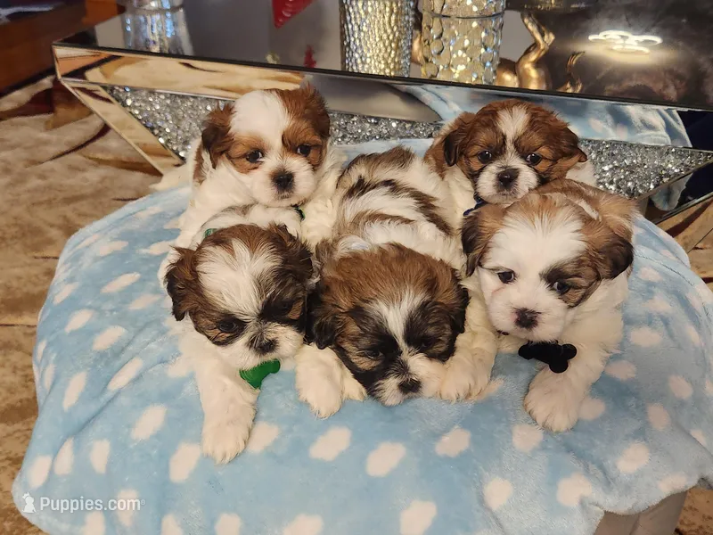 Baby Blue – Shih Tzu puppy for sale in Niles, IL