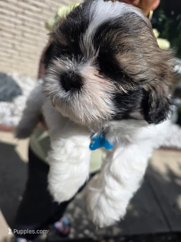 Baby Blue – Shih Tzu puppy for sale in Niles, IL