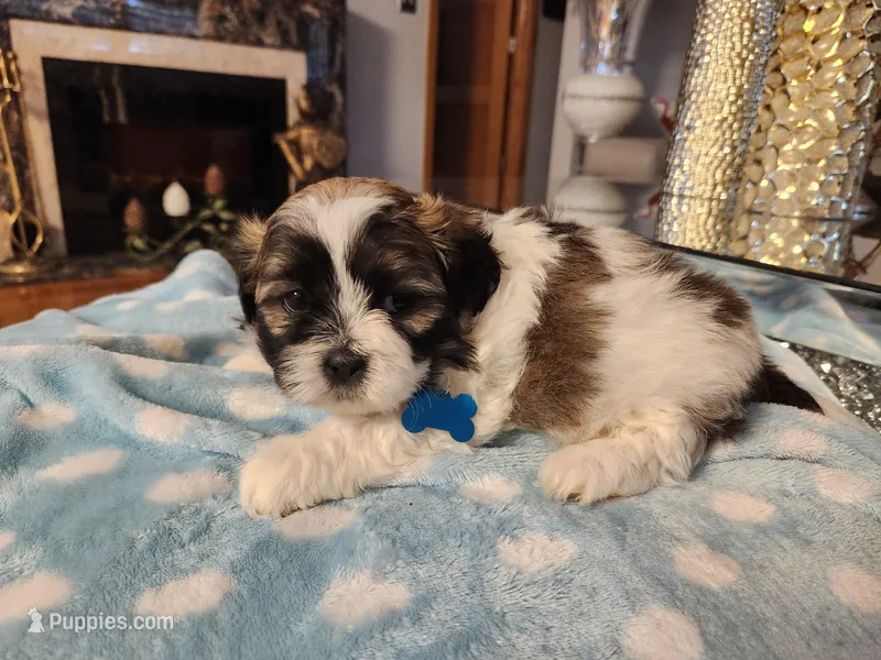 Baby Blue – Shih Tzu puppy for sale in Niles, IL