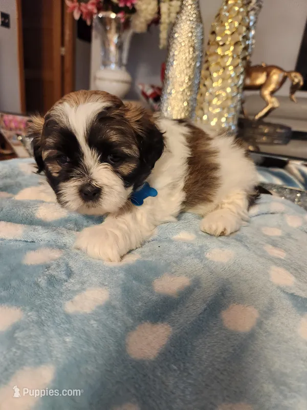 Baby Blue – Shih Tzu puppy for sale in Niles, IL