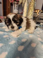Blue, a male Shih Tzu for sale in Niles, IL – Photo 2 of 2