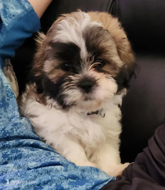 Baby Blue – Shih Tzu puppy for sale in Niles, IL