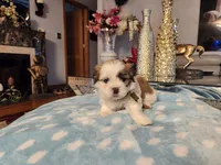 Black, a male Shih Tzu for sale in Niles, IL – Photo 2 of 2