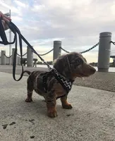 Daisy, a female Miniature Dachshund for sale in Raleigh, NC – Photo 4 of 9