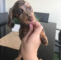 Daisy, a female Miniature Dachshund for sale in Raleigh, NC – Photo 7 of 9