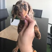 Daisy, a female Miniature Dachshund for sale in Raleigh, NC – Photo 6 of 9