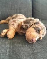 Daisy, a female Miniature Dachshund for sale in Raleigh, NC – Photo 8 of 9