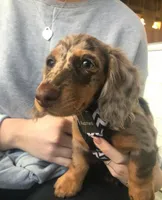 Daisy, a female Miniature Dachshund for sale in Raleigh, NC – Photo 2 of 9