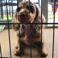 Daisy, a female Miniature Dachshund for sale in Raleigh, NC – Photo 5 of 9