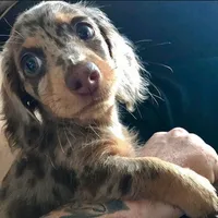 Daisy, a female Miniature Dachshund for sale in Raleigh, NC – Photo 9 of 9