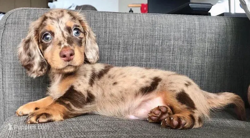 Daisy – Miniature Dachshund puppy for sale in Raleigh, NC