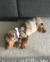 Daisy, a female Miniature Dachshund for sale in Raleigh, NC – Photo 3 of 9