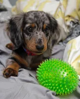 Oliver , a male Miniature Dachshund for sale in Raleigh, NC – Photo 3 of 3
