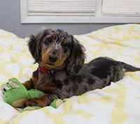 Oliver , a male Miniature Dachshund for sale in Raleigh, NC – Photo 1 of 3