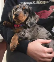 Oliver , a male Miniature Dachshund for sale in Raleigh, NC – Photo 2 of 3