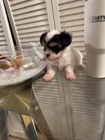 Tiny, a  Shorkie for sale in Chicago, IL – 3 of 3