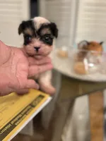 Tiny, a  Shorkie for sale in Chicago, IL – 2 of 3