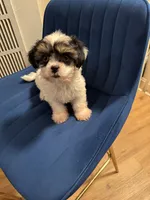 Bruno, a male Yorkshire Terrier for sale in Chicago, IL – 4 of 4
