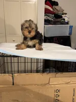 Sweethy, a female Yorkshire Terrier for sale in Chicago, IL – Photo 1 of 3