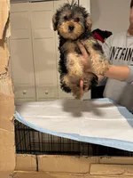 Sweethy, a female Yorkshire Terrier for sale in Chicago, IL – Photo 2 of 3