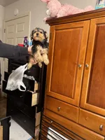 Sweethy, a female Yorkshire Terrier for sale in Chicago, IL – Photo 3 of 3