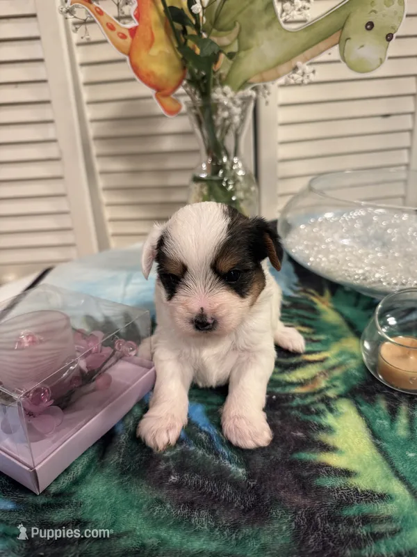 Buddy  – Yorkshire Terrier puppy for sale in Chicago, IL