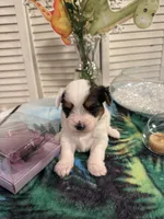 Buddy , a male Yorkshire Terrier for sale in Chicago, IL – 1 of 2