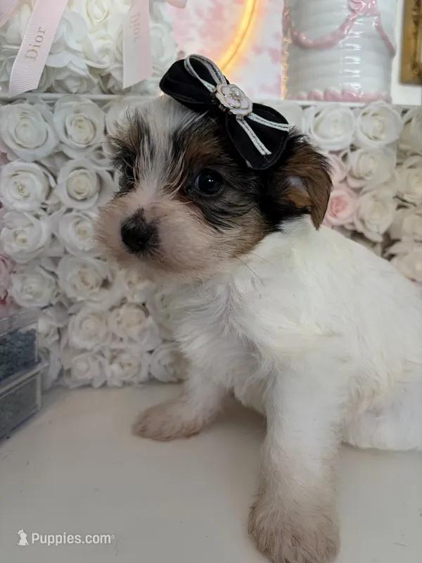 Sweety – Yorkshire Terrier puppy for sale in Chicago, IL
