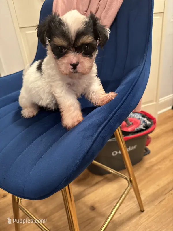 Tiny – Shorkie puppy for sale in Chicago, IL