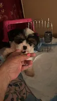 Bruno, a male Yorkshire Terrier for sale in Chicago, IL – 2 of 4