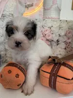 Buddy , a male Yorkshire Terrier for sale in Chicago, IL – 2 of 2