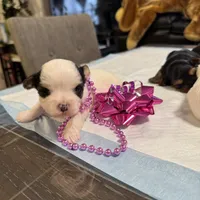 Sweethy, a female Yorkshire Terrier for sale in Chicago, IL – Photo 1 of 2