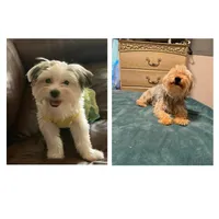 Sweethy, a female Yorkshire Terrier for sale in Chicago, IL – Photo 2 of 2