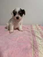 Sweety, a female Yorkshire Terrier for sale in Chicago, IL – 2 of 2